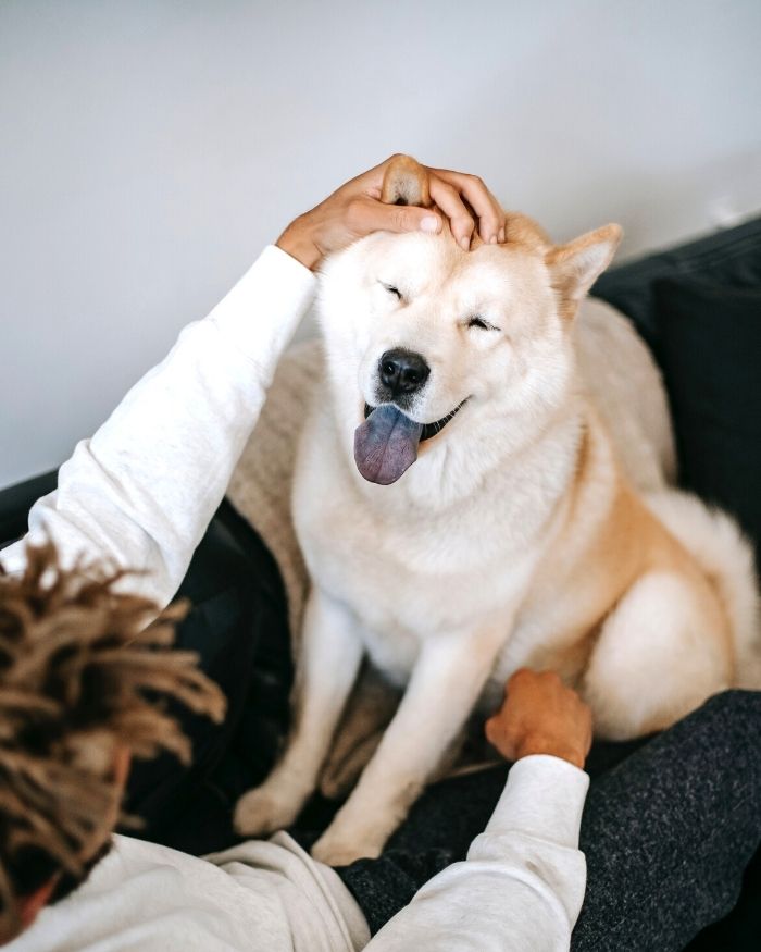 Owner Petting His Dog