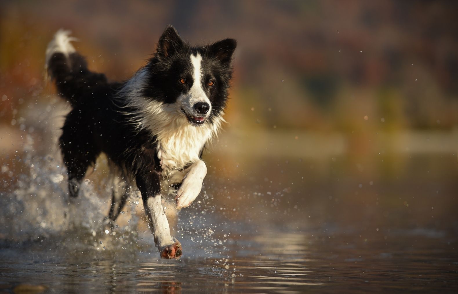 Dog Playing in Water