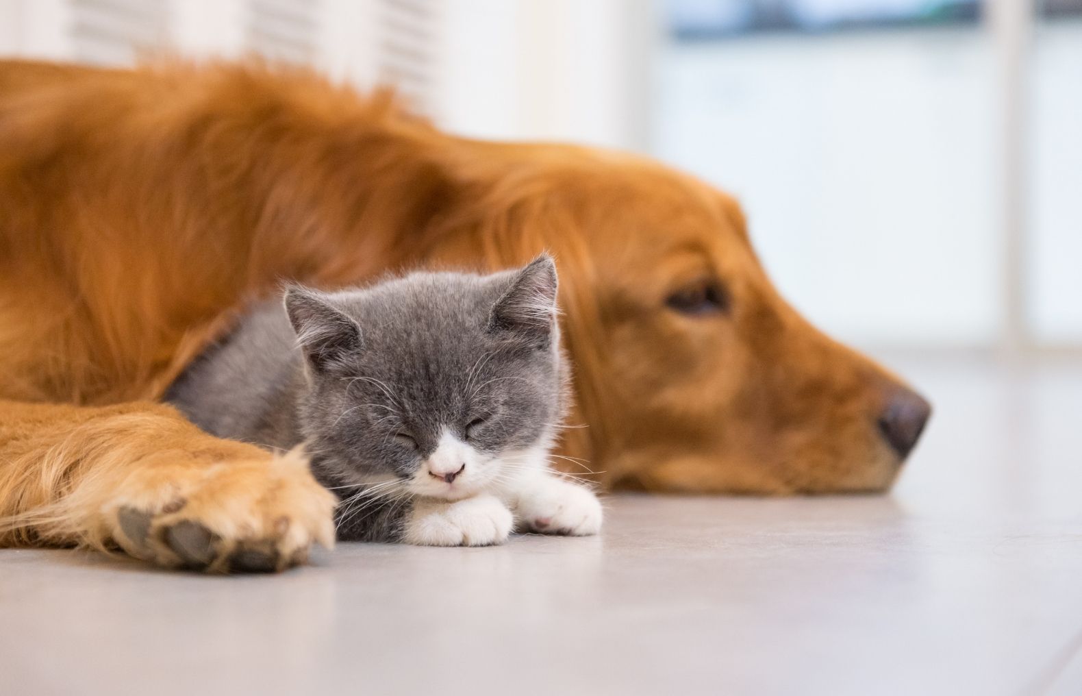A Dog and Cat Resting on Floor