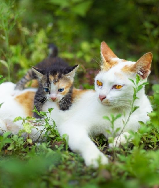 Cats on Grass