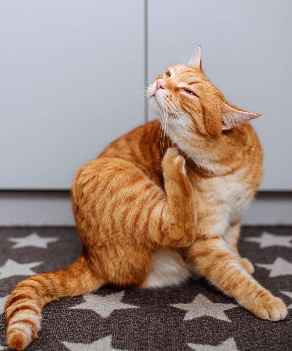 Ginger cat scratching herself with leg indoors