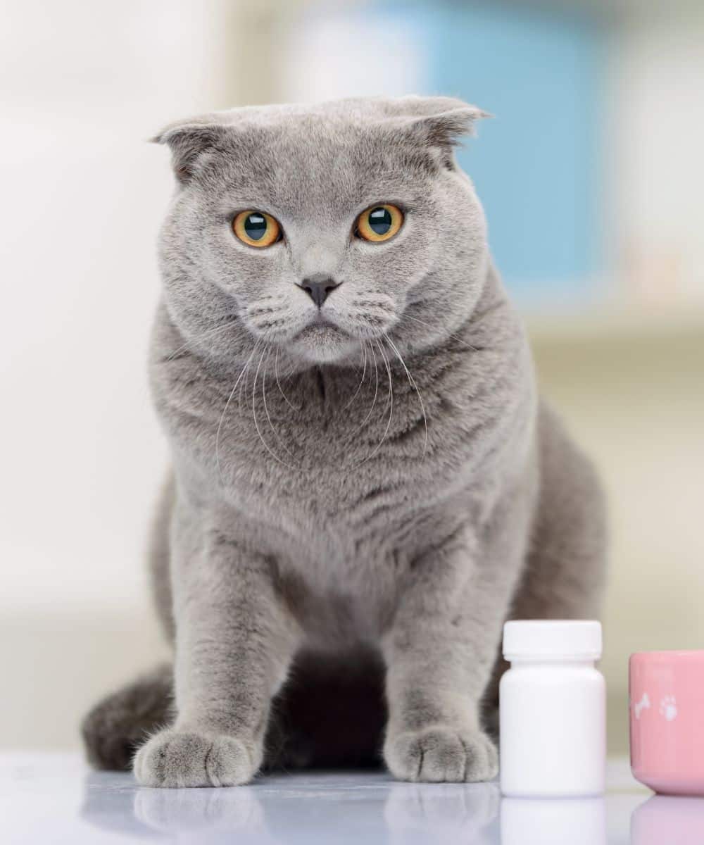 Cat sitting on the table