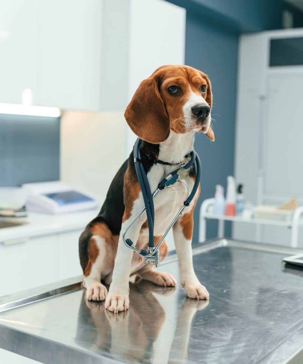 A beagle on a veterinary table