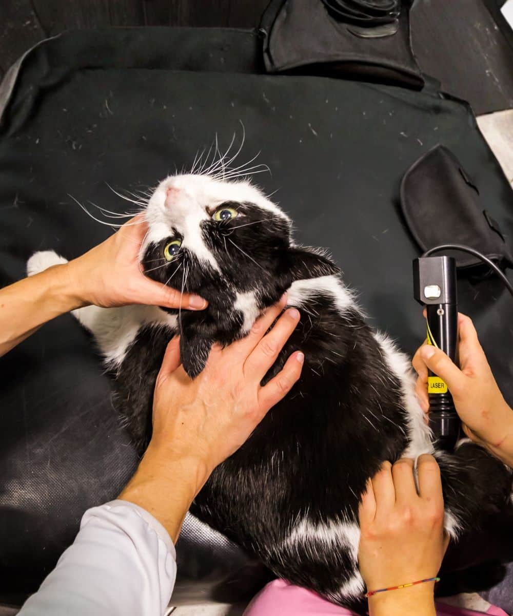 Veterinarian laser therapy to a cat