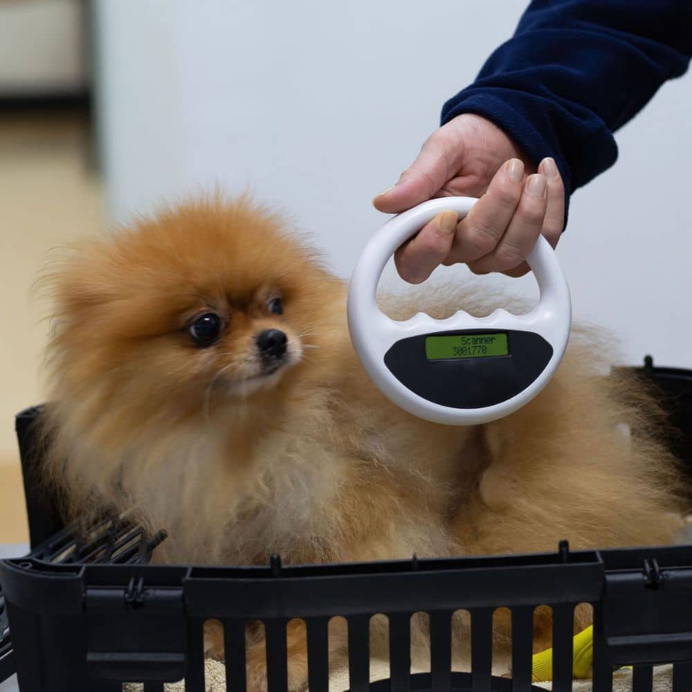 Veterinarian Checking Microchip Implant on a dog