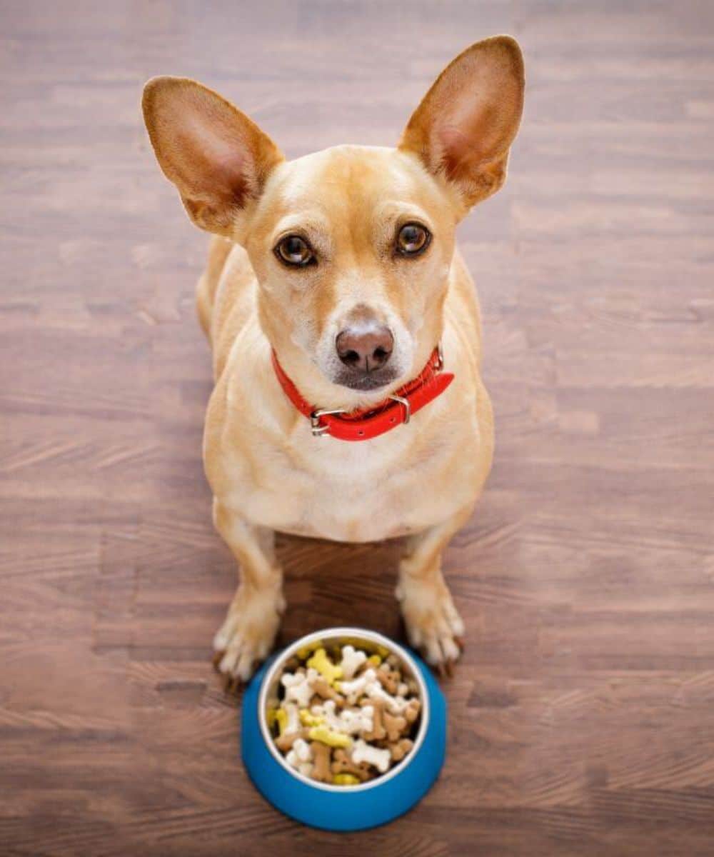 Cute dog eating food from bowl