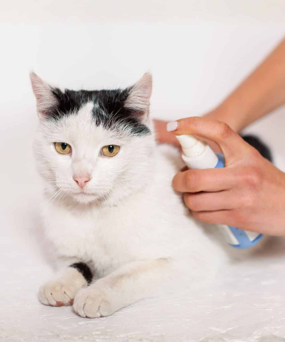 Cat flea and tick spray treatment