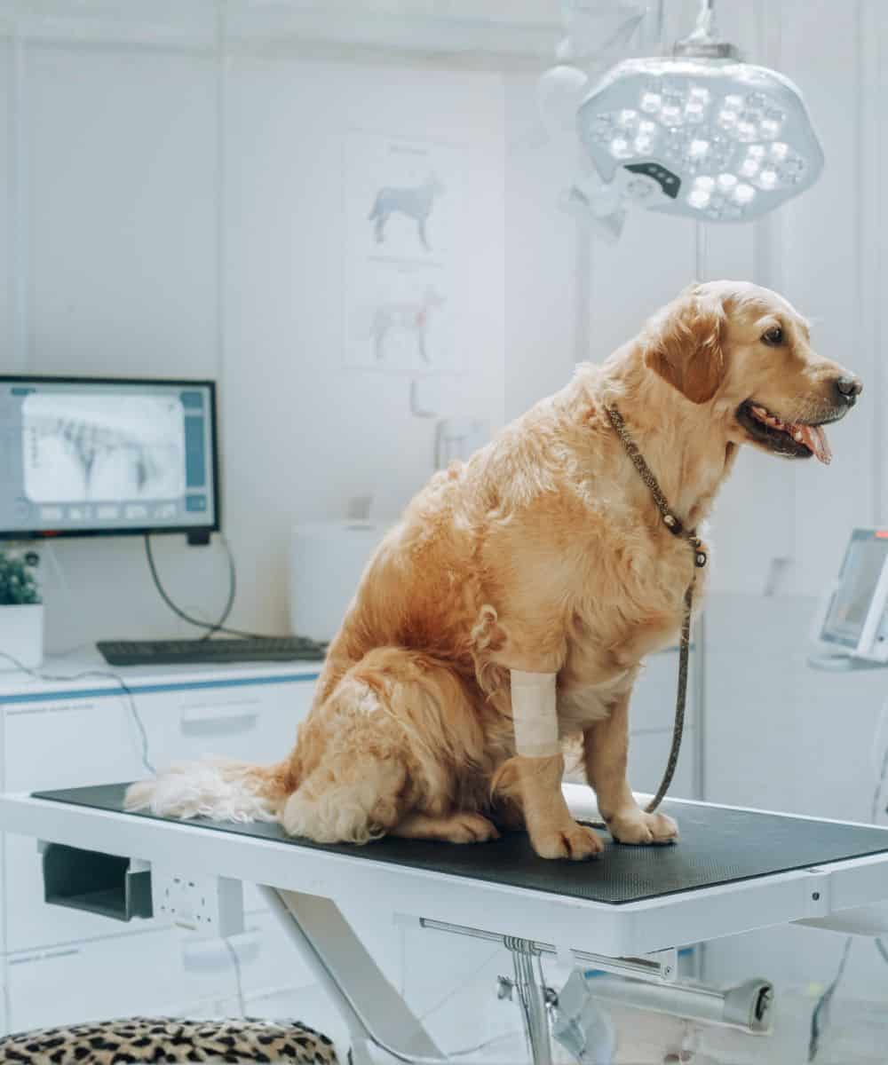 vets examining X-ray of dog