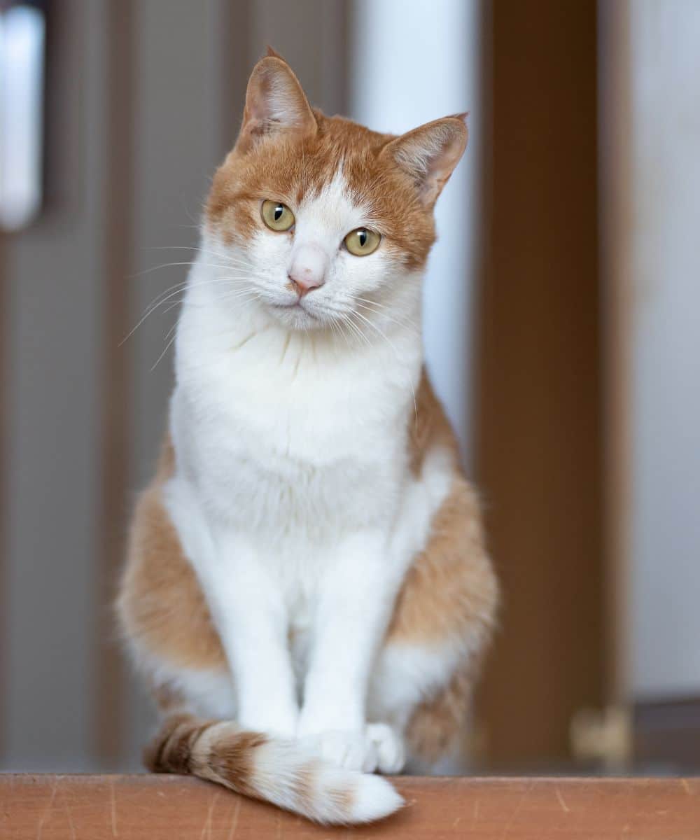 A cat sitting comfortably on a wooden bench