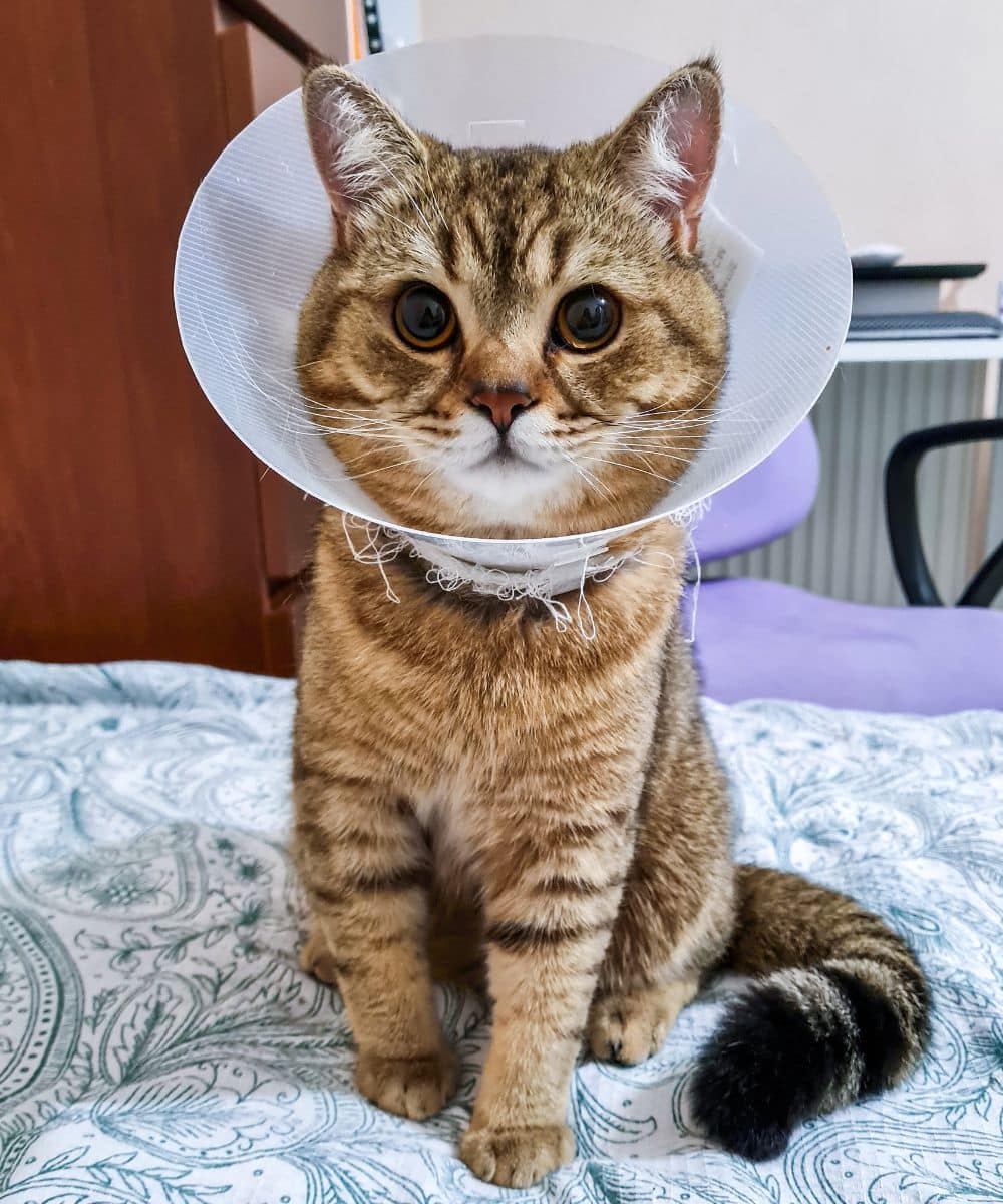 Cat with a veterinary plastic cone