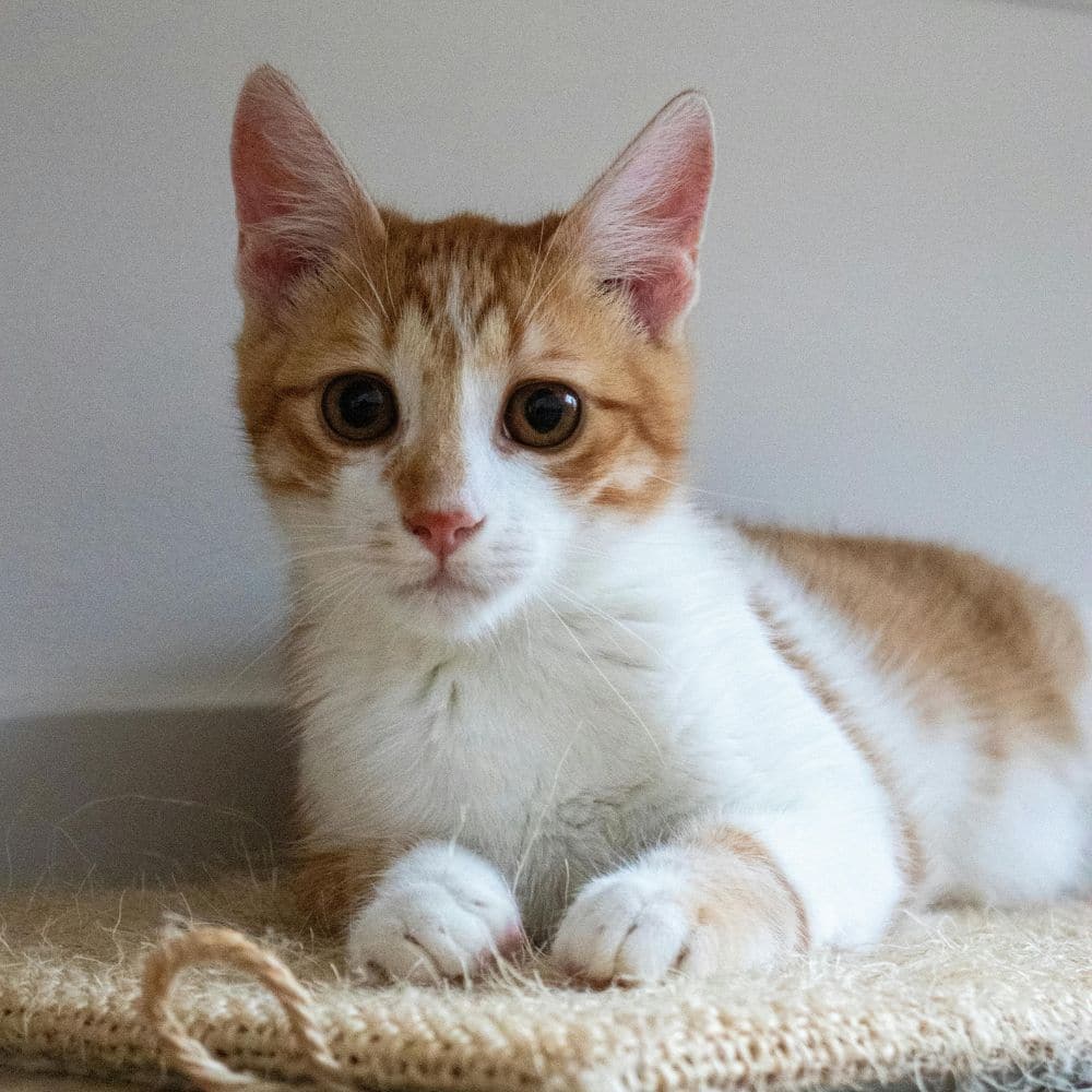 kitten resting indoors